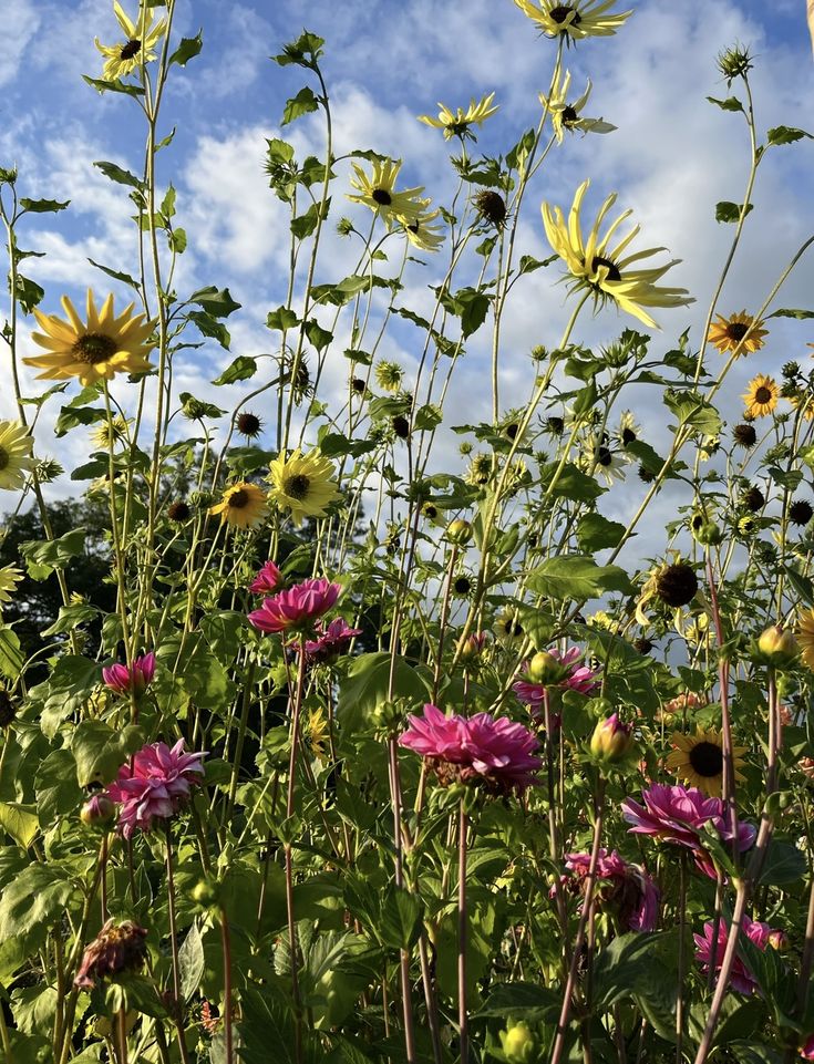 Wind aus Westen screenshot