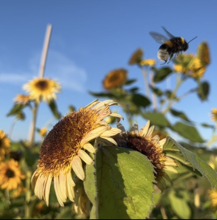 Wind aus Westen screenshot