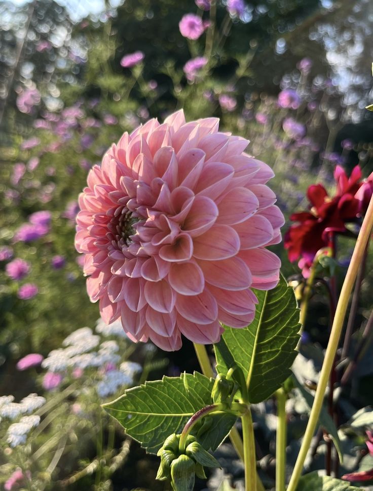 Wind aus Westen screenshot