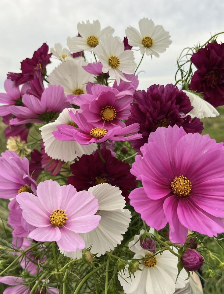 Wind aus Westen screenshot