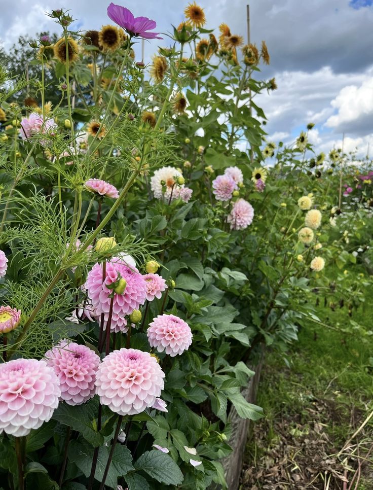 Wind aus Westen screenshot