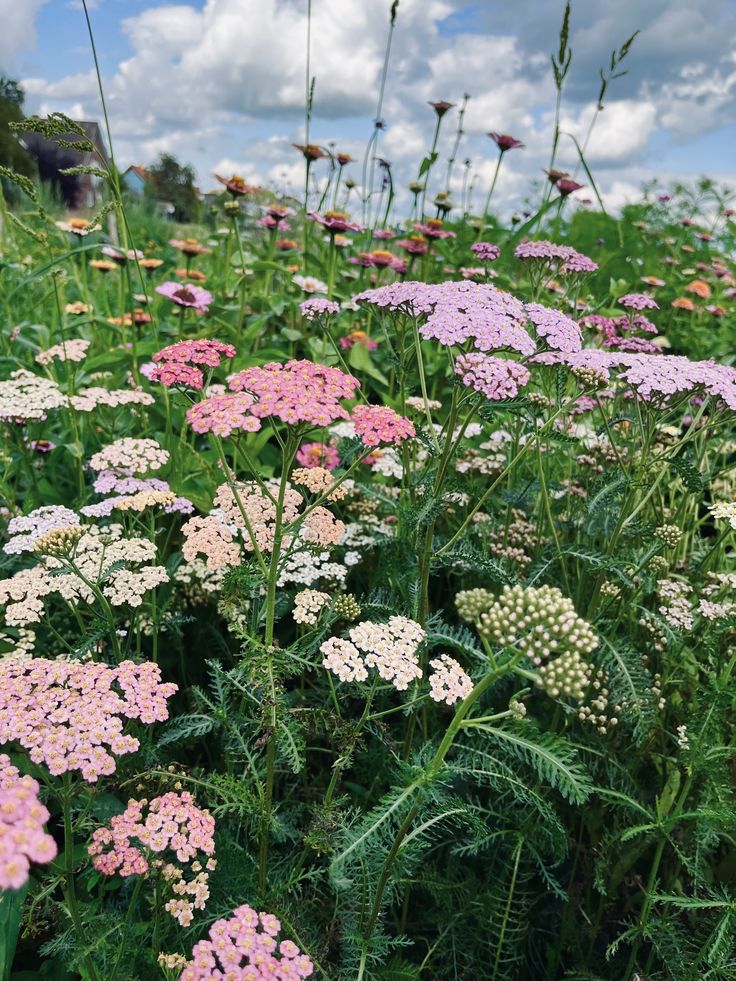 Wind aus Westen herunterladen (97)