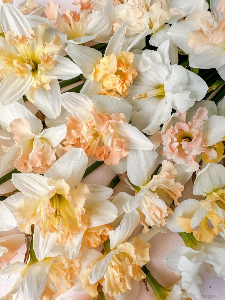 Wind aus Westen narzissenliebe